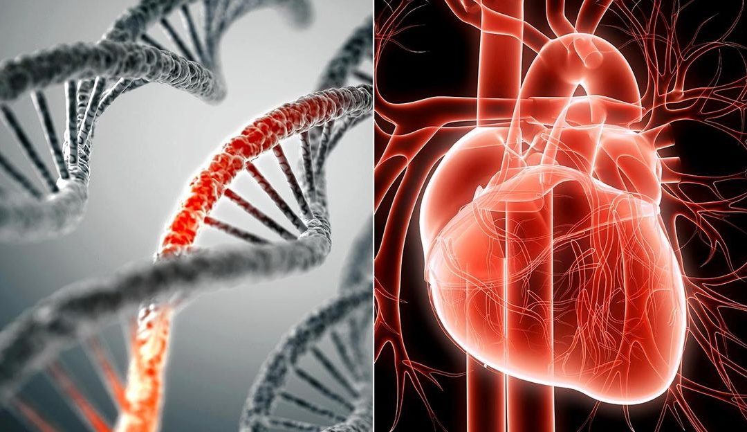 Malattie cardiovascolari: le analisi per una corretta prevenzione ed i fattori di rischione